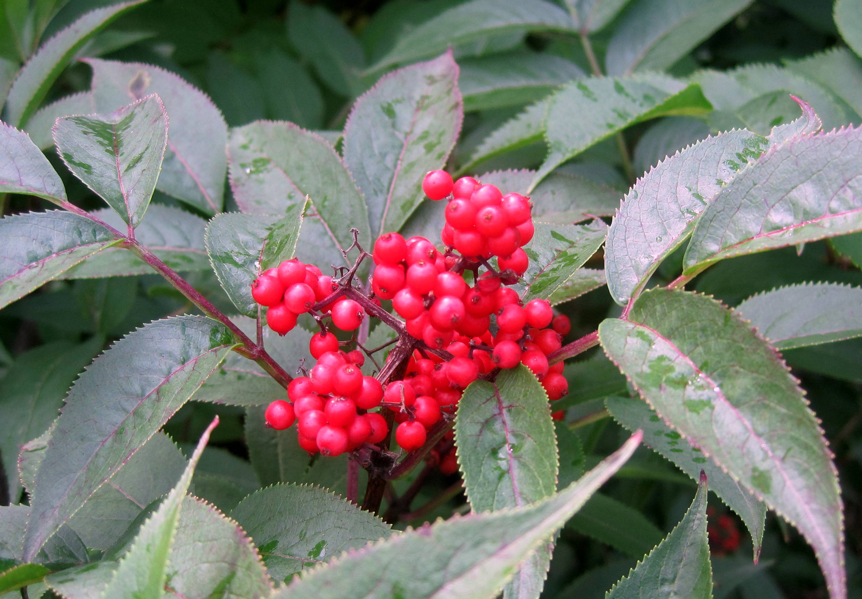 Бузина красная – Sambucus racemosa l.